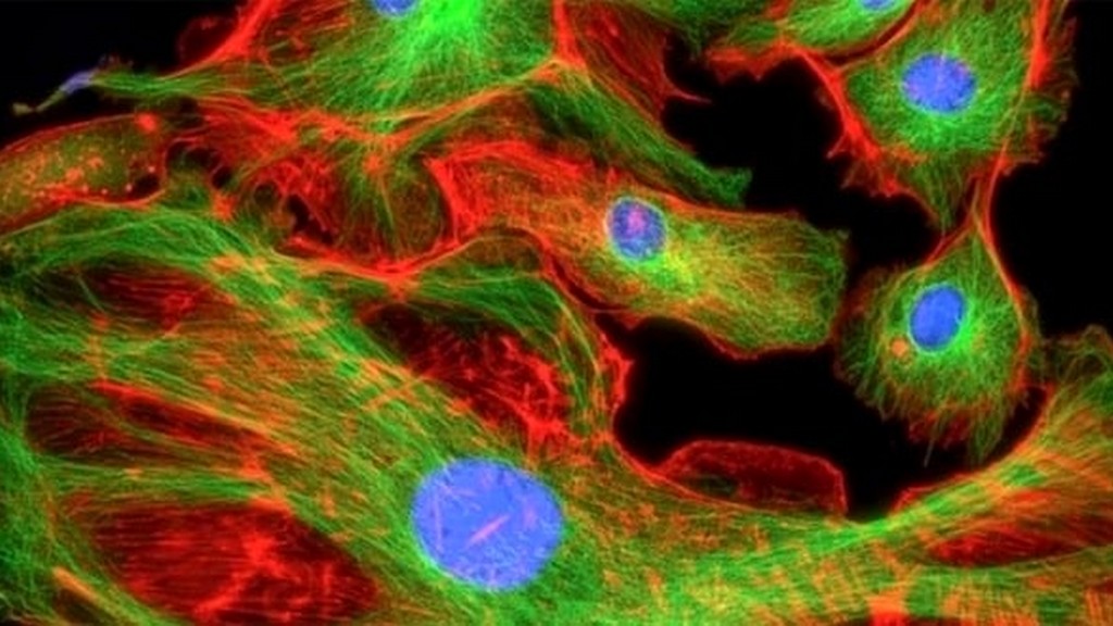 Fluoresan Görüntü İşleme Yazılımları