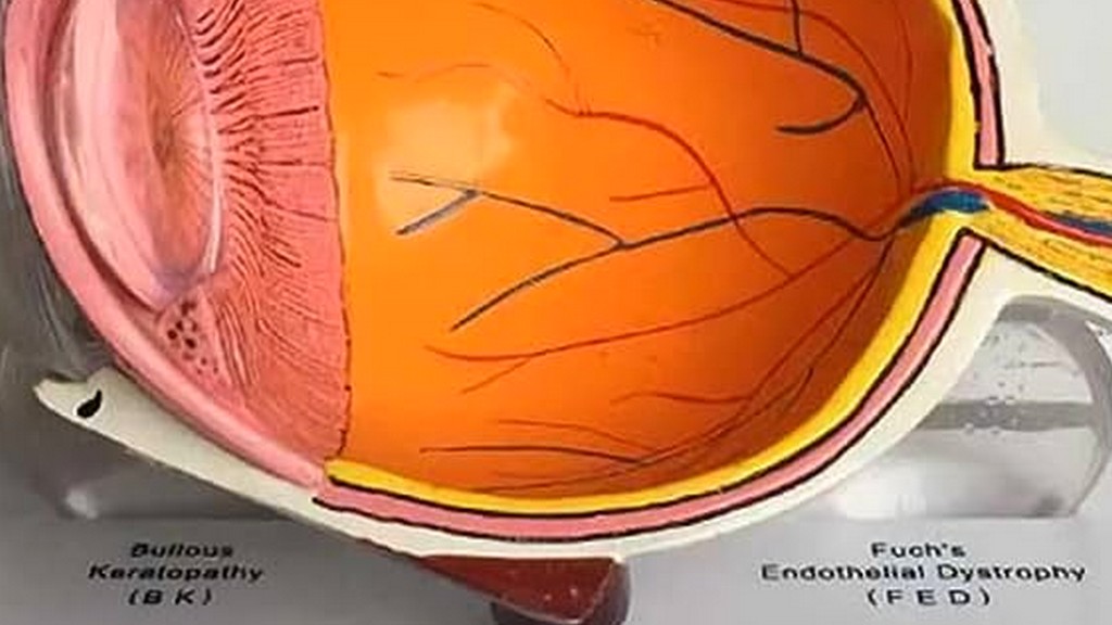 Human Eye Model