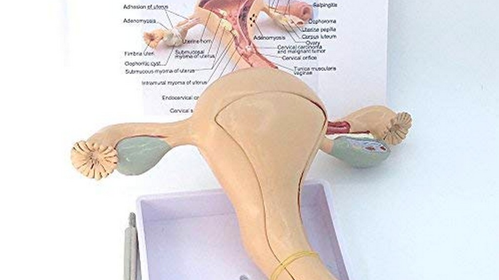 Suluklar eshak anus Osiyo Suluklar eshak anus Osiyo