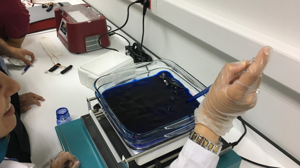 Protein Elektroforez Sistemi